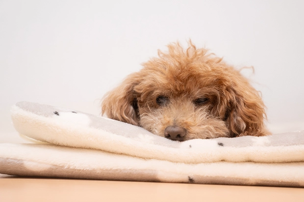 トイプードルの写真