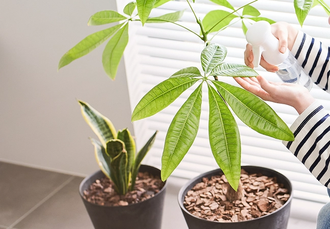 観葉植物の手入れをしている